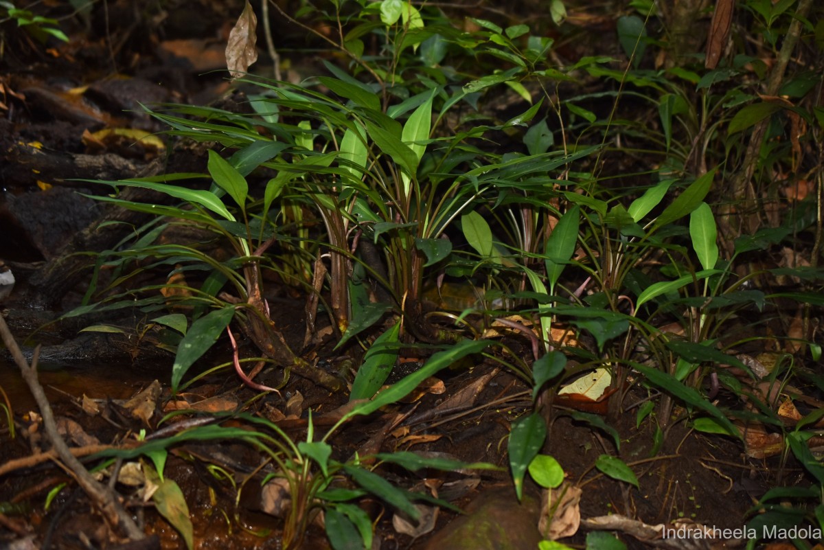 Lagenandra limbusleviterapertae Madola, D.Yakandawala & K.Yakandawala